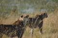 Cheetah out of focus